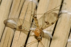 Macrocera phalerata
