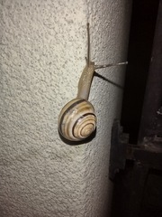 Caucasotachea vindobonensis