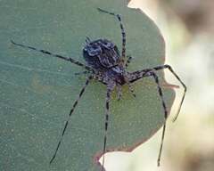 Tamopsis