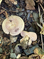 Lactarius pyrogalus