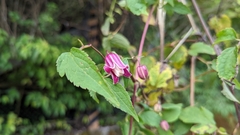 Clematis lasiandra