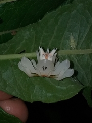 Epicadus heterogaster