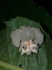 Epicadus heterogaster