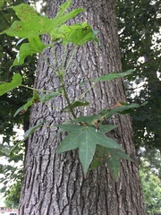 Inonotus quercustris