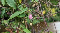 Clematis lasiandra