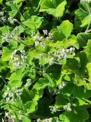 Pelargonium tomentosum