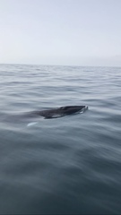 Balaenoptera acutorostrata