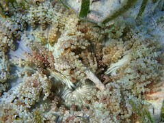 Heteractis aurora