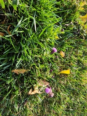 Cirsium arvense