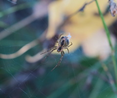 Metellina segmentata