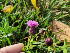 Cirsium arvense