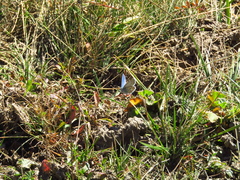 Polyommatus bellargus