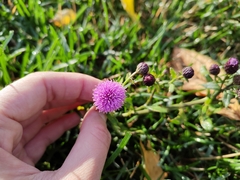 Cirsium arvense