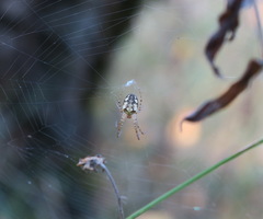 Metellina segmentata