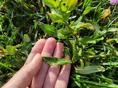 Cirsium arvense