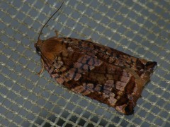 Archips oporana