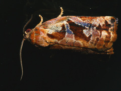 Archips oporana