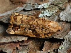 Archips oporana