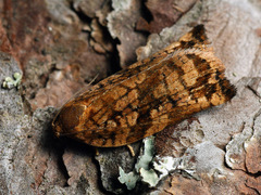 Archips oporana