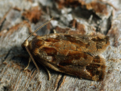 Archips oporana