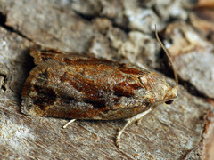 Archips oporana