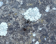 Cataglyphis aenescens