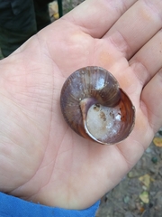 Mollusca