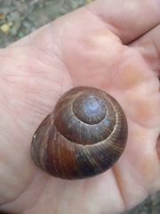 Mollusca