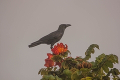 Corvus macrorhynchos culminatus