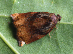 Archips podana