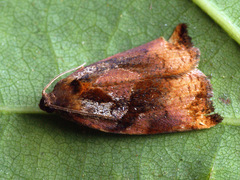 Archips podana