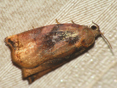 Archips podana
