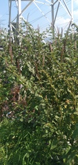 Phytolacca