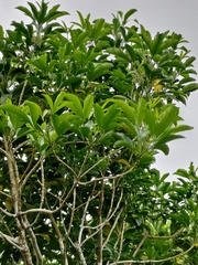 Melicope semecarpifolia