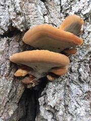 Inonotus quercustris