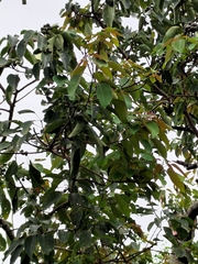 Triadica cochinchinensis