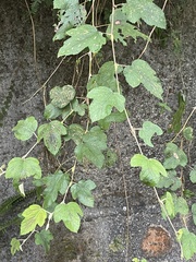 Rubus formosensis