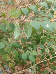 Ulmus pumila