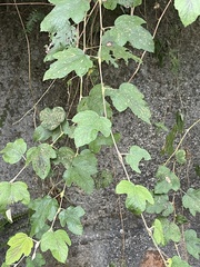 Rubus formosensis