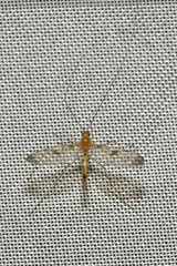 Macrocera phalerata