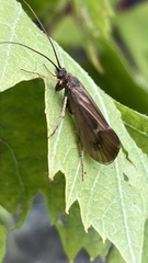 Anabolia nervosa