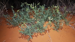 Heliotropium ciliatum