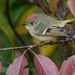 Ruby-crowned Kinglet - Photo (c) Paul Reeves, some rights reserved (CC BY-NC-SA), uploaded by Paul Reeves