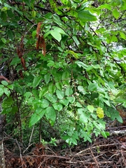Averrhoa carambola