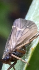 Anabolia nervosa