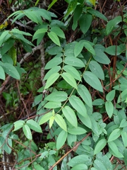 Lonicera acuminata