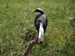 Lanius excubitoroides