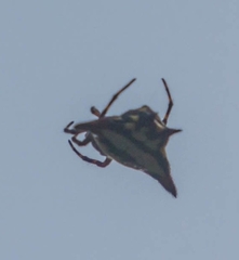 Gasteracantha geminata