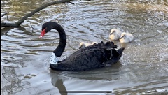 Cygnus atratus