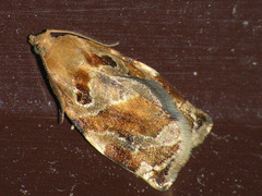 Archips xylosteana